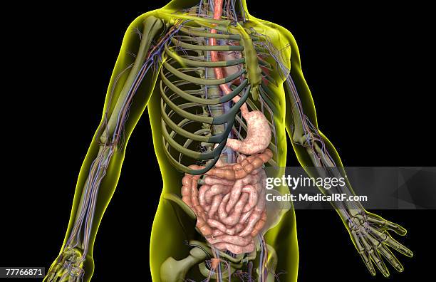 ilustrações, clipart, desenhos animados e ícones de the digestive system - jejuno