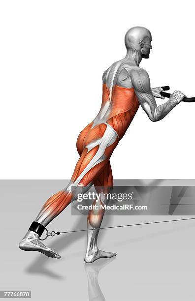 skater exercise - gastrocnemius stock illustrations