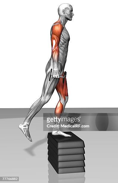 dumbbell step-up exercise (part 1 of 2) - gastrocnemius stock illustrations
