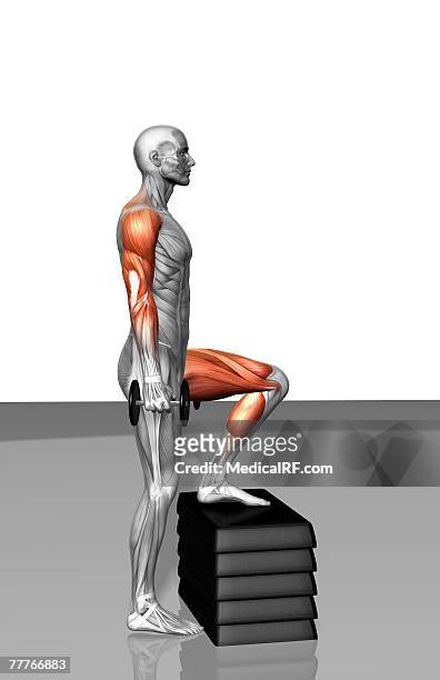 dumbbell step-up exercise (part 2 of 2) - gastrocnemius stock illustrations