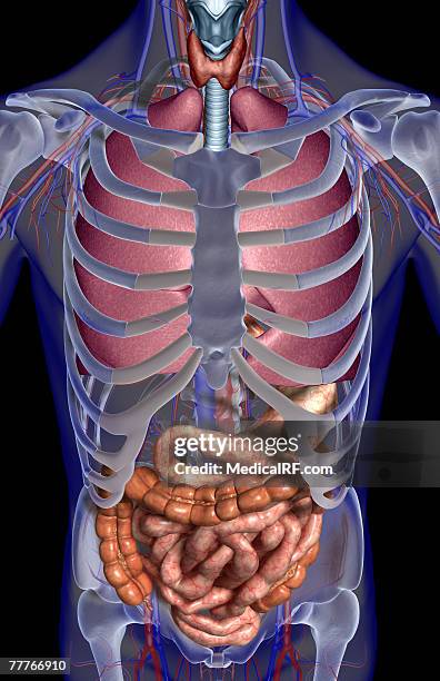 stockillustraties, clipart, cartoons en iconen met the organs of respiration and digestion - menselijke twaalfvingerige darm