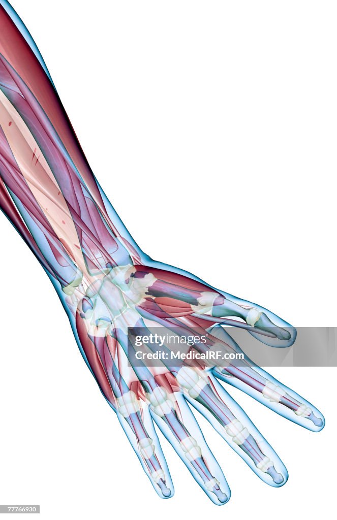 The ligaments of the hand