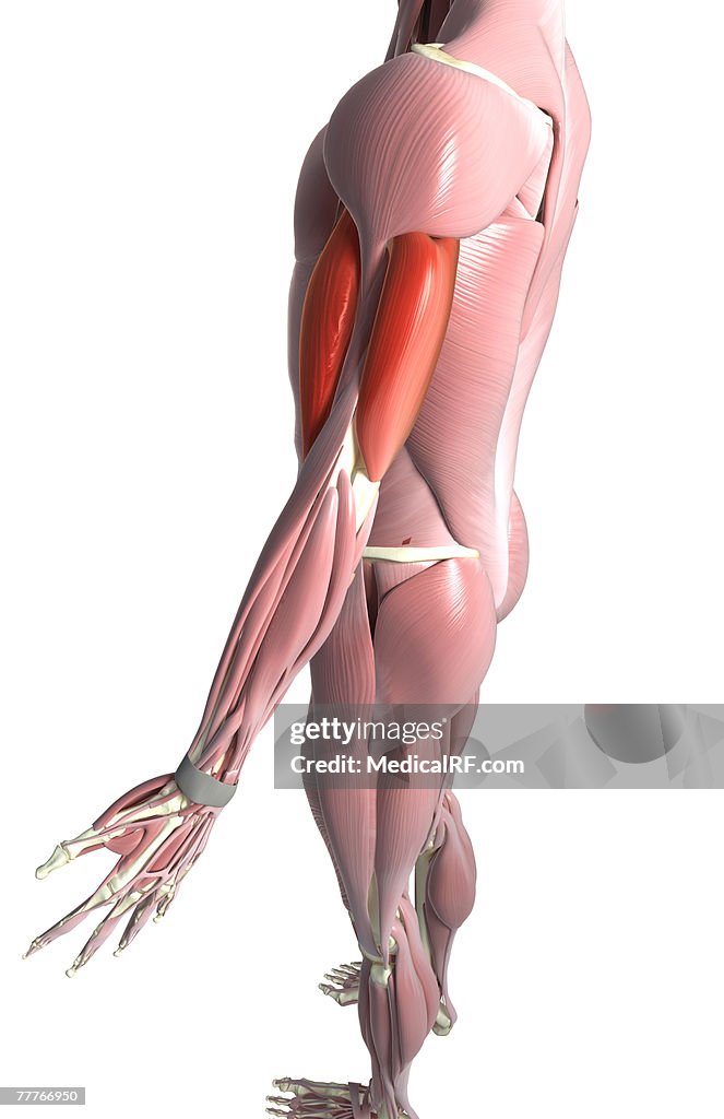 The Biceps And The Triceps Brachii High-Res Vector Graphic - Getty Images