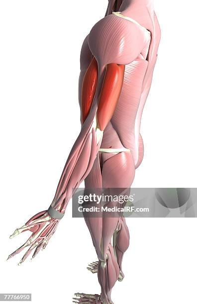 Anatomy Stock Images  upper-arm-musculus-triceps-brachii-biceps-muscle -humerus-side-skin-names