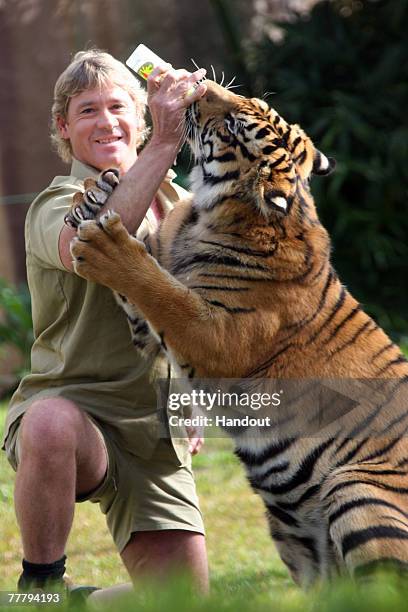 Steve Irwin poses with a tiger at Australia Zoo June 1, 2005 in Beerwah, Australia.