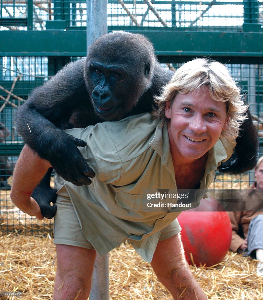 Steve Irwin poses at Australia Zoo August 6, 2003 in Beerwah,... News Photo - Getty Images Steve Irwin poses at Australia Zoo August 6, 2003 in Beerwah,... News Photo - Getty Images