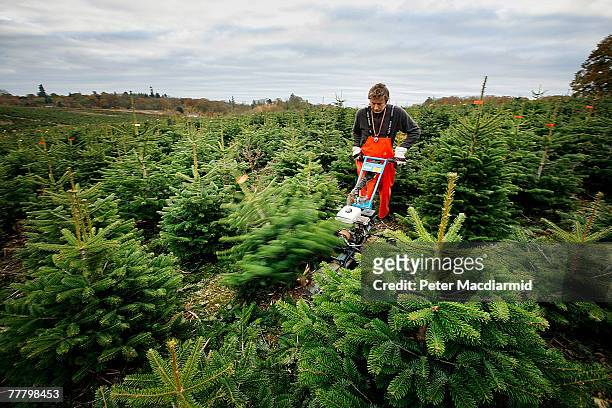 Worker uses a mechanical cutter to fell Nordman fir trees on the Yattendon Estate on November 8, 2007 near Reading, England. Workers harvest 50,000...