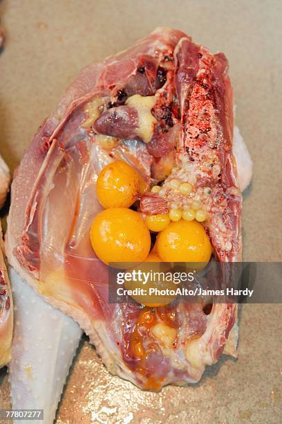 cross section of hen, showing organs - scared chicken stock pictures, royalty-free photos & images