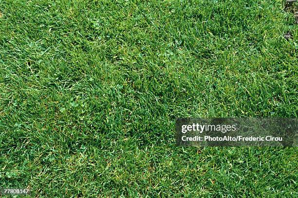 green lawn, full frame - gras von oben stock-fotos und bilder