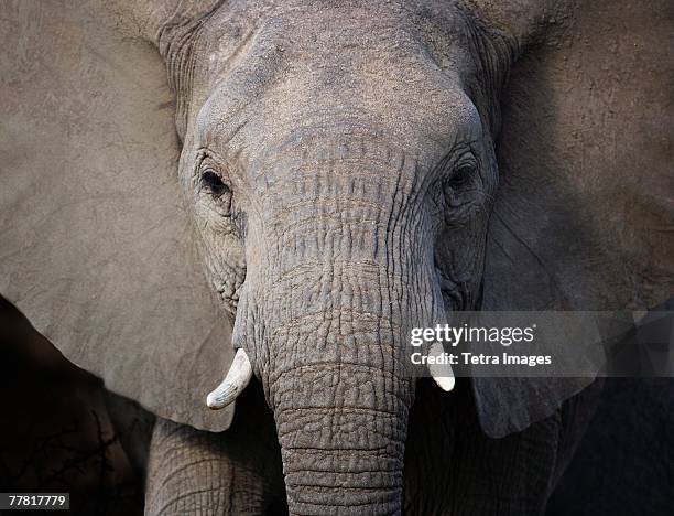 close up of elephant - vrouwtjesdier stockfoto's en -beelden