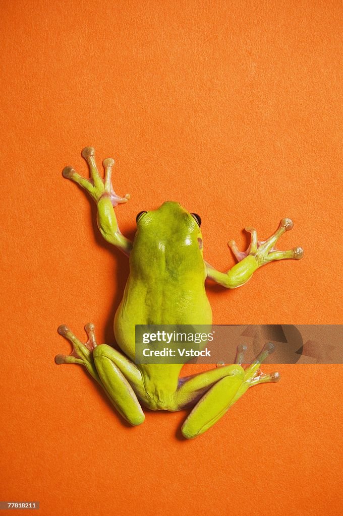 Close up of tree frog