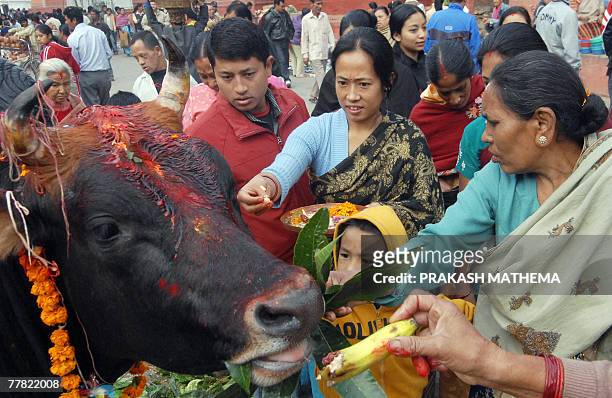 Nepalese Hindu women garland and offer fruits to a cow, an incarnation of Hindu Goddess Laxmi, the goddess of wealth, during the Tihar festival in...