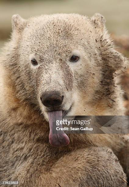 Knut, the polar bear born last year in the Berlin Zoo, sticks out his tongue after waking up in his pen at the zoo November 9, 2007 in Berlin,...
