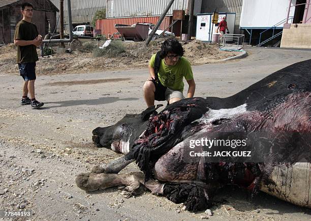 Israelis inspect the cadavre of a cow after a Qassam rocket fired by Palestinians in northern Gaza hit a dairy barn in Kibbutz Zikim in the western...