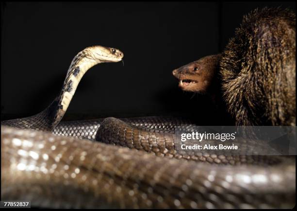 Mongoose fights a cobra at a snake restaurant on the outskirts of Bangkok, Thailand, 20th December 1980. The spectacle is put on for patrons and...