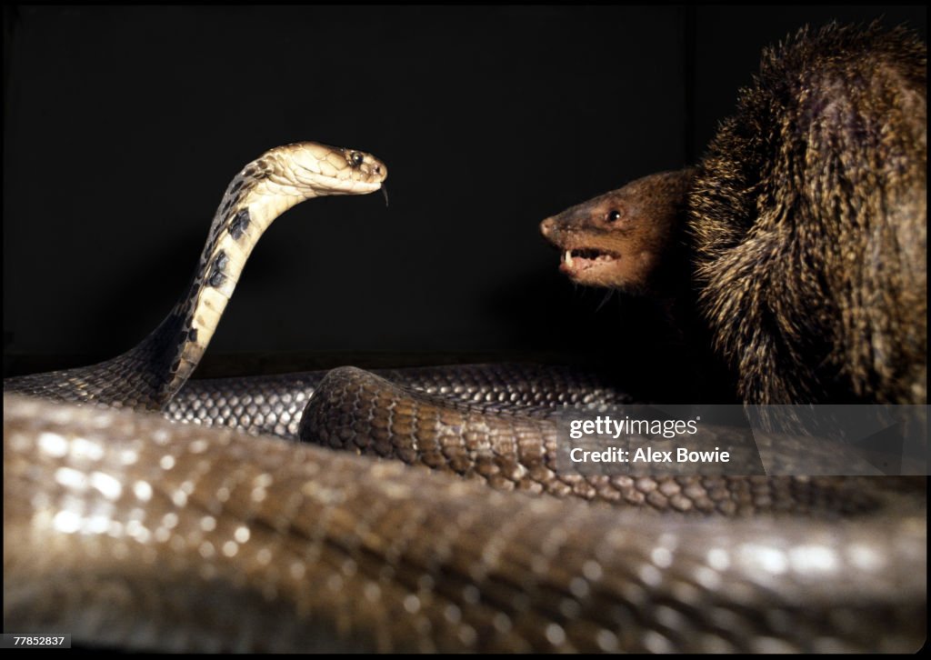 Mongoose Fights Cobra