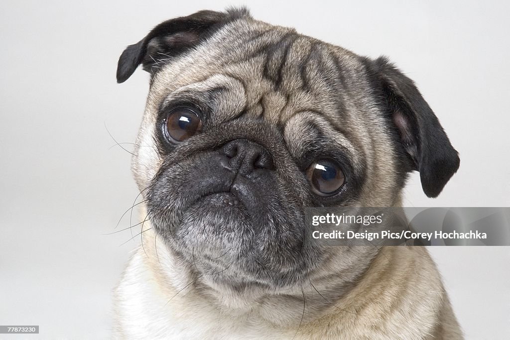 Close up of the face of a pug dog