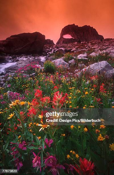 a variety of wildflowers growing on a rocky incline - bugaboo glacier provincial park stock pictures, royalty-free photos & images