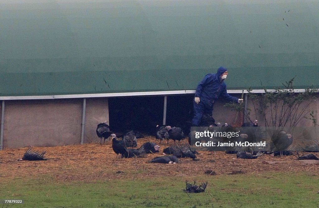 Bird Flu Outbreak Confirmed At Suffolk Poultry Farm