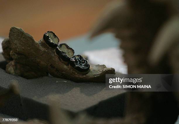 Nakapithecus Nakalipithecus Photos and Premium High Res Pictures - Getty Images