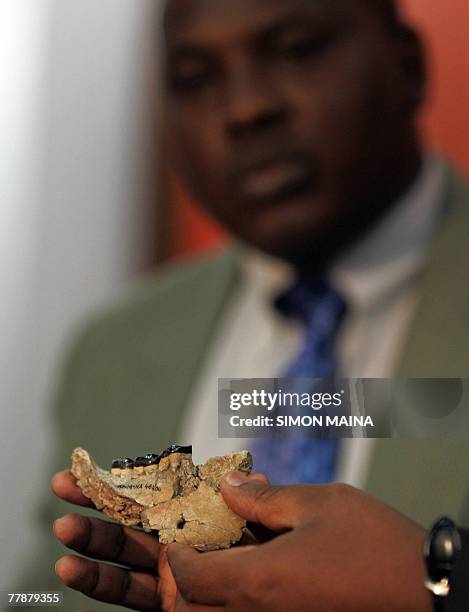 Kenyan scientist Kyalo Manthi holds 13 November 2007 in Nairobi an ancient jawbone of what appears to be a new species of ape that was very close to...