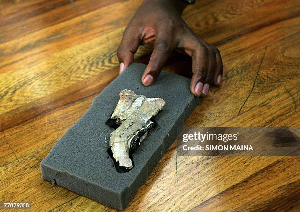 Nakapithecus Nakalipithecus Photos and Premium High Res Pictures - Getty Images
