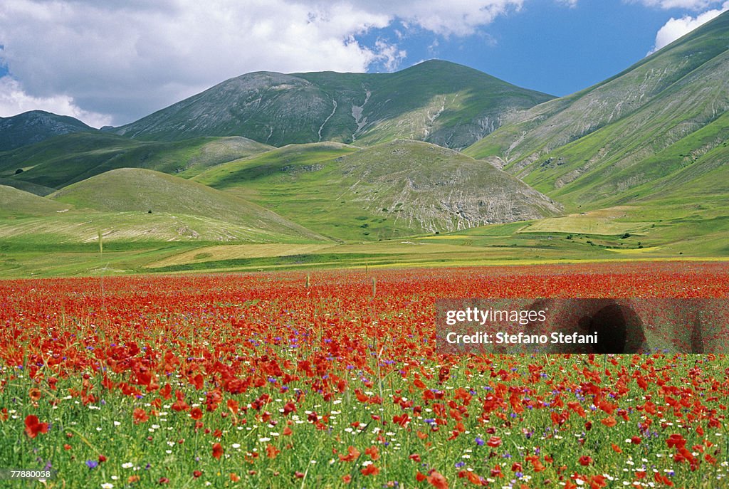 Italy, Umbria, Sibillini National Park, Pian Grande di Castelluccio, Flowering meadow and mountain range