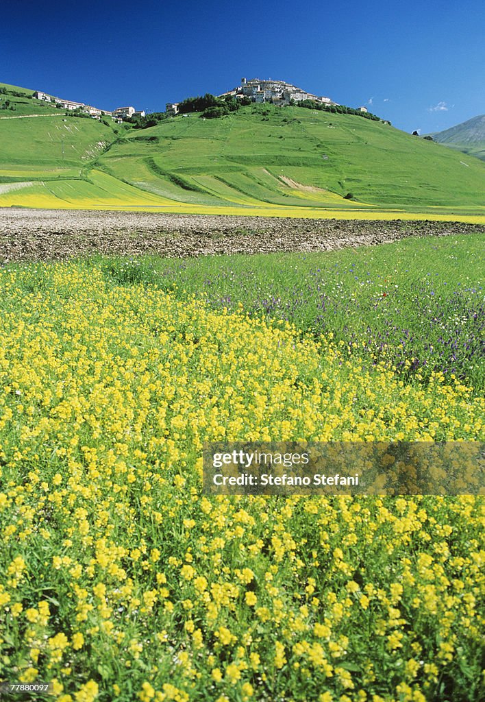 Italy, Umbria, Monti Sibillini National Park, Castellucchio, Flowering meadow