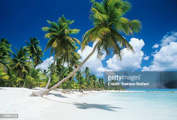 dominican republic, saona island, palm trees on beach - idyllic beach stock pictures, royalty-free photos & images