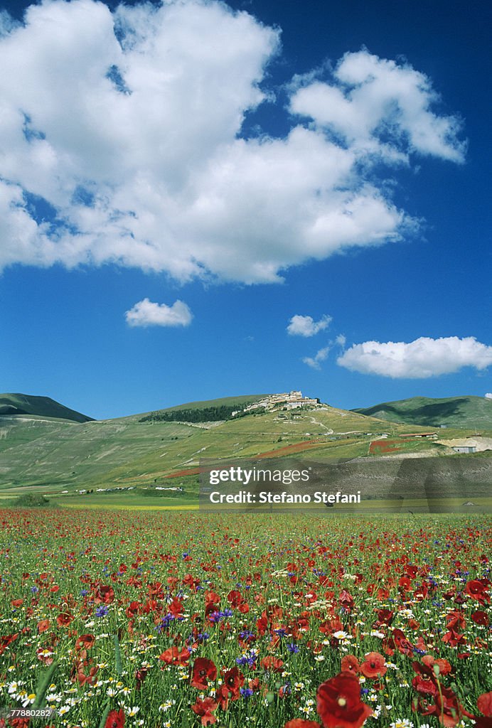 Italy, Umbria, Sibillini Mount National Park, Flowering meadow, mountains in background