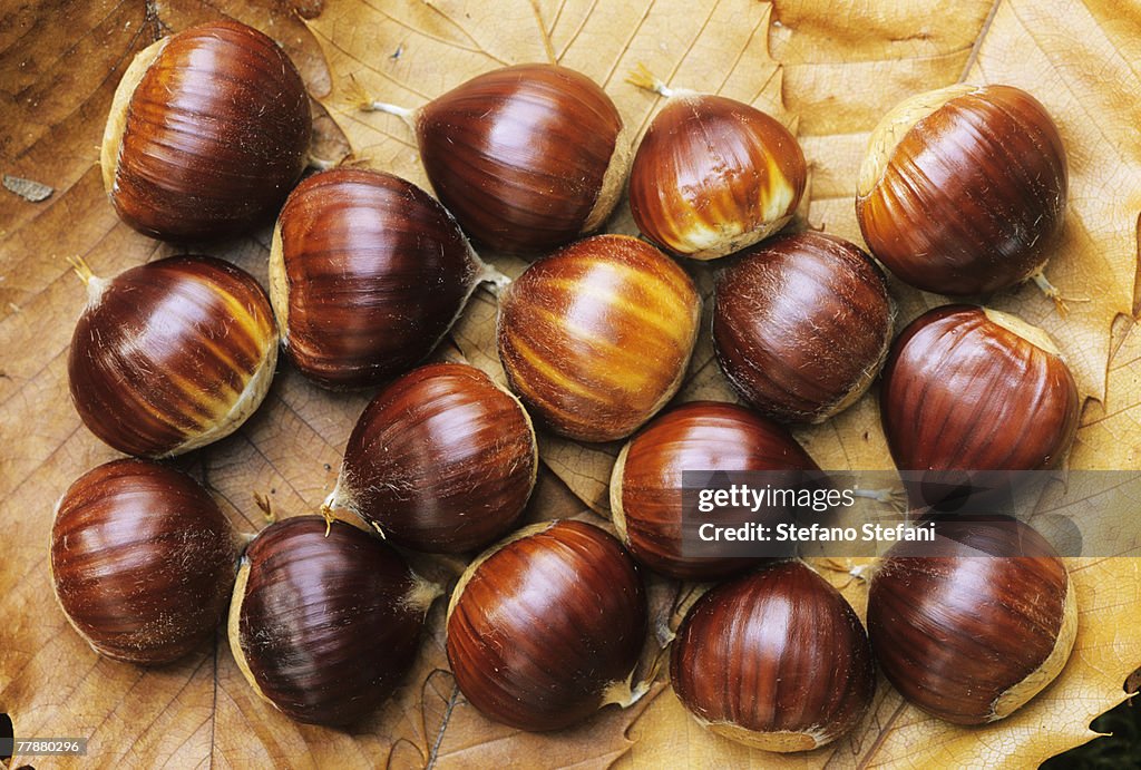 Sweet chestnuts on dry leaves, close-up