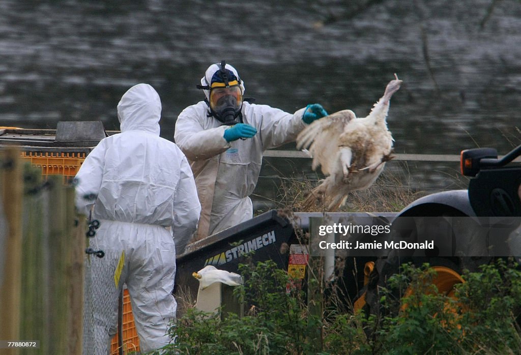 Bird Flu Strain At Suffolk Poultry Farm Confirmed As Infectious H5N1