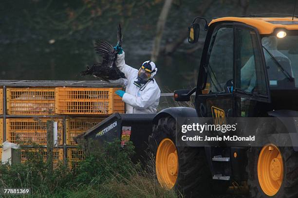 Workers clear up dead turkey carcasses at Redgrave Park Farm where around 2,600 birds, including ducks and geese, are being slaughtered following the...