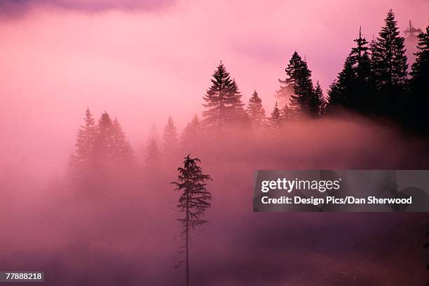 willamette national forest in fog at sunrise - willamette national forest stock pictures, royalty-free photos & images