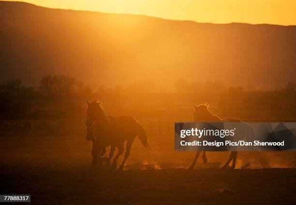 soft-focus horses in sunset - softfocus stock pictures, royalty-free photos & images