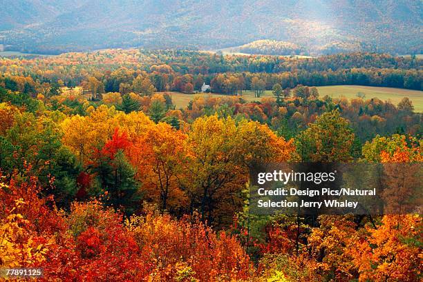 forest with autumn colours - jerry whaley - fotografias e filmes do acervo