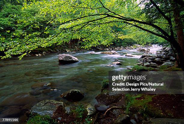 little pigeon river in spring - jerry whaley 個照片及圖片檔