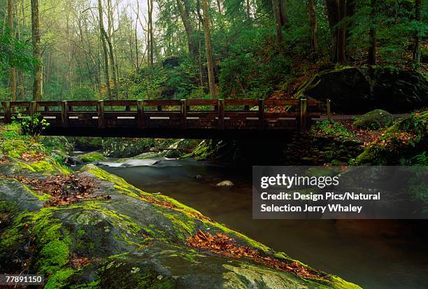 bridge in forest scene - jerry whaley stock pictures, royalty-free photos & images