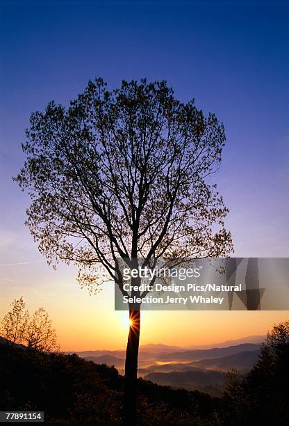 silhouette of tree at sunrise - jerry whaley 個照片及圖片檔