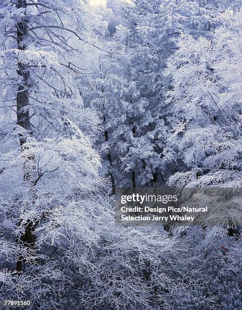 "snow on forest trees, black-colored trunks, newfound gap road, great smoky mountains national park" - newfound gap ストックフォトと画像
