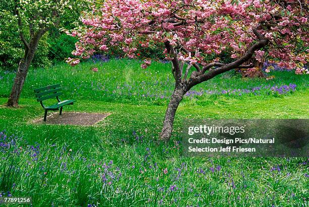 park bench under flowering tree - beacon hill park stock pictures, royalty-free photos & images