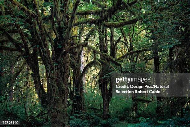 Maple Grive Maple Grove Park FotografÃas e imágenes de stock - Getty Images