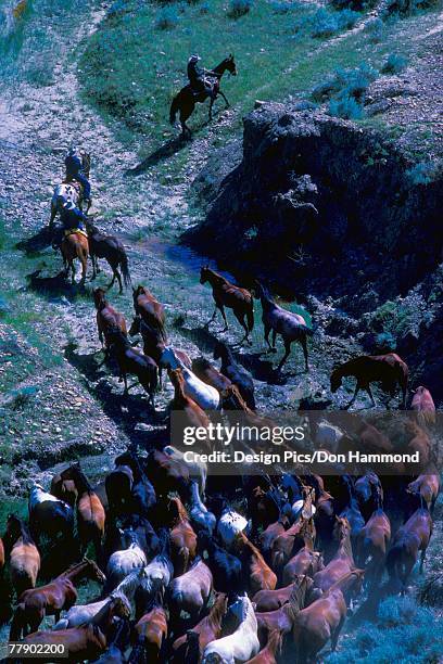 cowboys herding horses through rocky terrain - alberta ranch landscape stock-fotos und bilder