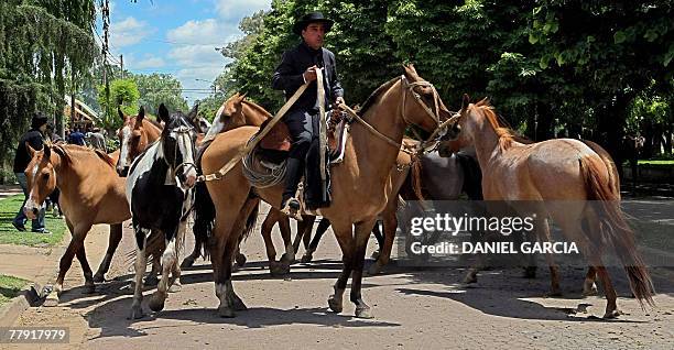 Gaucho leads the herd in a Gaucho's parade during the Tradition Day, in San Antonio de Areco, 110 km from Buenos Aires, 11 November 2007. The...