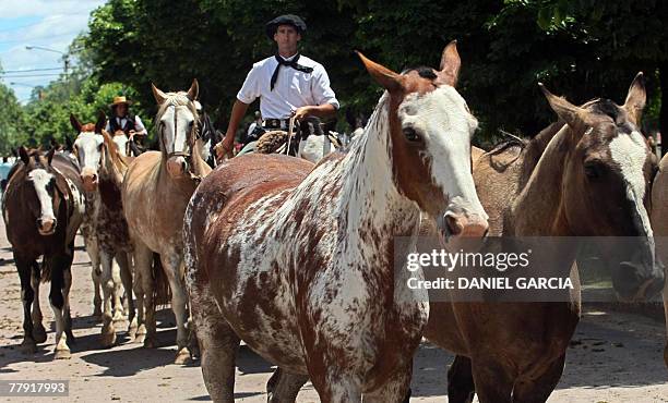 Gaucho leads the herd into the gaucho's parade during the Tradition Day, in San Antonio de Areco, 110 km from Buenos Aires, 11 November 2007. The...