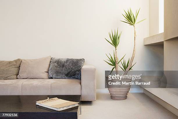 modern living room with potted plant - house plants stock pictures, royalty-free photos & images
