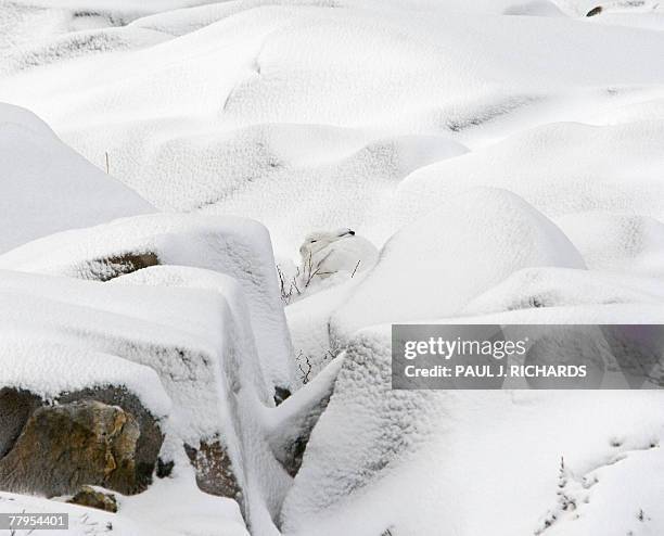 An Arctic Hare blends in with the snow close to the shores of the Hudson Bay 12 November 2007 outside Churchill, Mantioba, Canada. AFP Photo/Paul J....