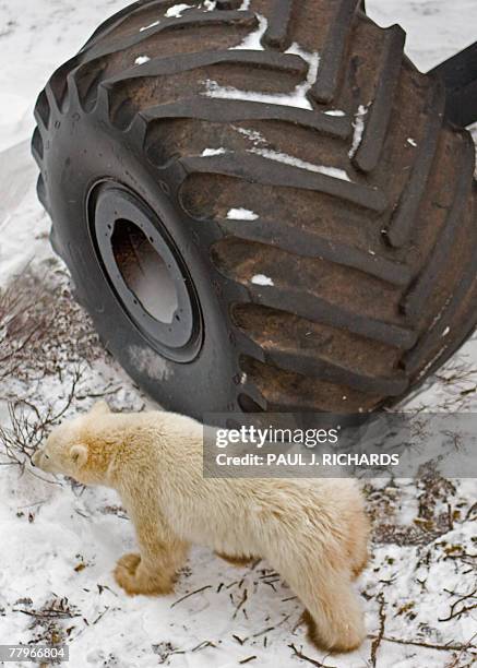 Polar bear walks by one of the large tires of the "Tundra Buggy's" that take tourists on polar bear tours on the shores of Hudson Bay as the bears...