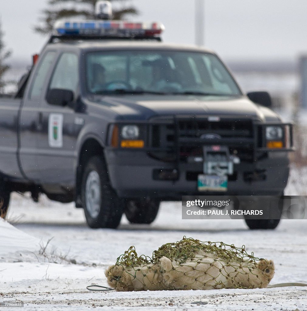 A tranqualized polar bear is in a net af