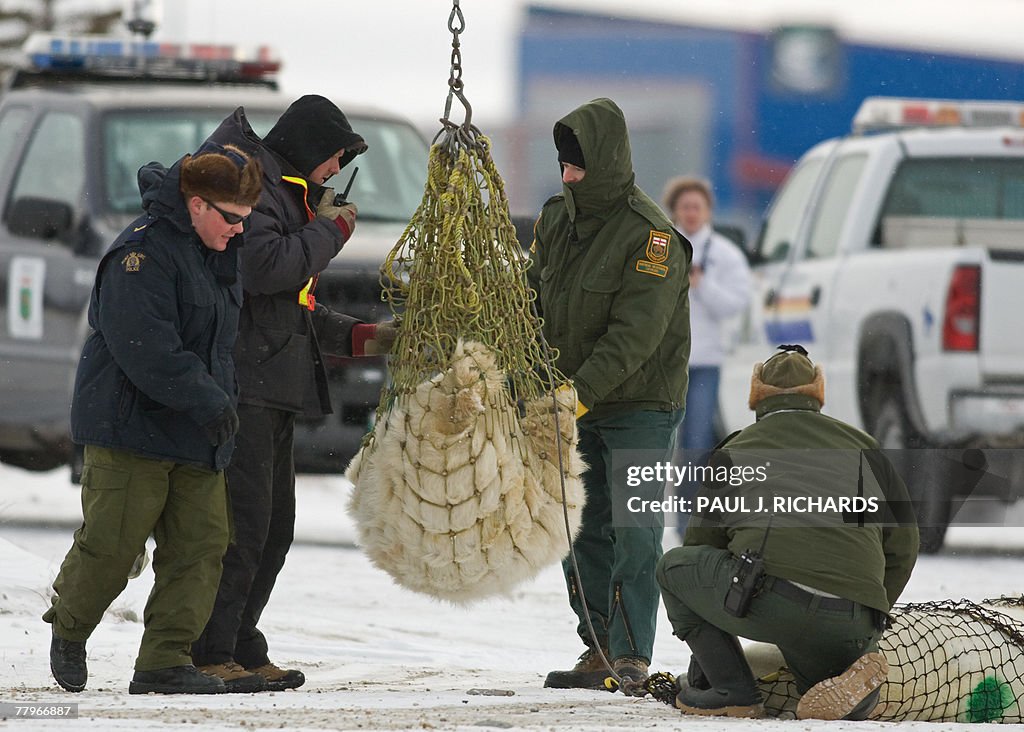 Two tranqualized sub-adult polar bears a